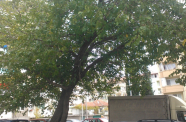 WP 006256
