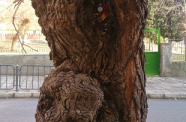 DSC 1907