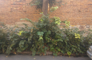 WP 006088